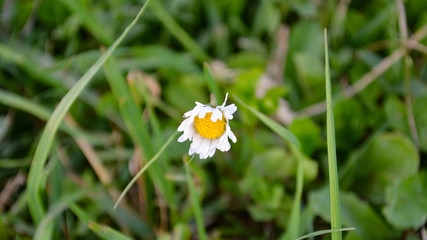 butterfly on a flower