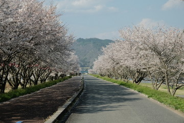 桜