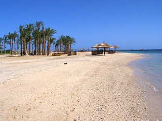 Beach palm red sea blue sky