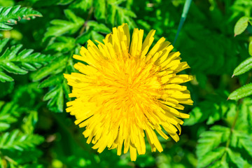 Overhead view of a yellow danelion (Taraxacum) flower as backgound - closeup with selective focus