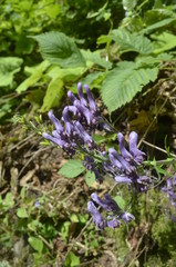 purple flower and green background