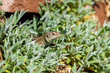 sand lizard relaxing in the sun