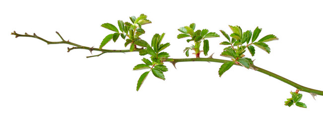 Fototapeta premium Young branch of a rose isolated on a white background. A branch of roses in early spring. Part of a rose bush with spikes on a white background. Green rose leaves isolated on a white background.