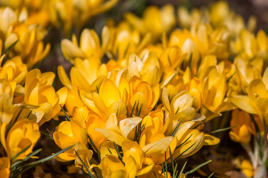 Close-up Of Yellow Flowering Plant © dace znotina/EyeEm