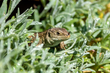 sand lizard relaxing in the sun