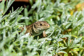 sand lizard relaxing in the sun
