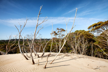 Fototapeta na wymiar Henty Sand Dunes Tasmania