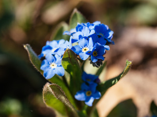 Close-up of blue forget-me-not (Myosotis) flowers in a garden