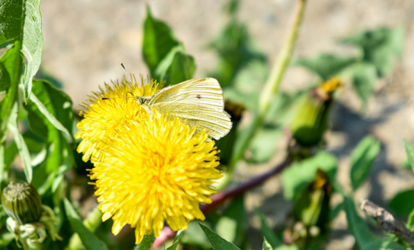 Fototapeta Selective focus on butterfly, white butterflies on dandelion flower in meadow