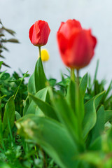 Beautiful red tulips in garden.