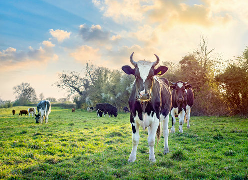 Field Of Cows And Bulls At Sunset In The English Countryside