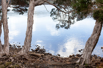 Trees growing on the shoreline of Strahan Harbour