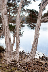 Fototapeta na wymiar Trees growing on the shoreline of Strahan Harbour