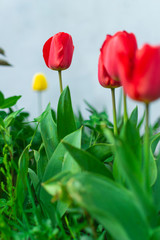 Beautiful red tulips in garden.