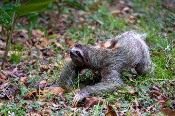 Closeup of a Two-toed sloth on the ground covered in leaves and grass under the sunlight at daytime © Todd Liotine/Wirestock