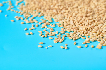 Grain of pearl barley scattered on blue desk on kitchen
