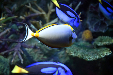 サンゴ礁の周りを泳ぎ回るナンヨウハギ達とミヤコテングハギ