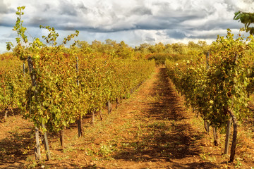 Fototapeta na wymiar Vineyard in the South of Russia, summer day, toned image.