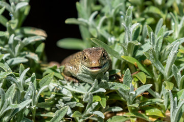 sand lizard relaxing in the sun