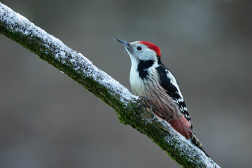 Middle spotted wodpecker (Dendrocoptes medius)