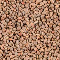seamless pattern background of pine nut