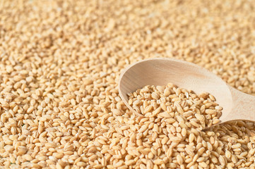 Scattered grain of pearl barley and wooden spoon