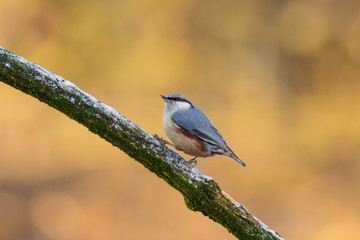 Eurasian nuthatch (Sitta europea) perched in a branch