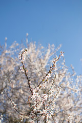 Kwitnące drzewo wiśni wiosną w ogrodzie