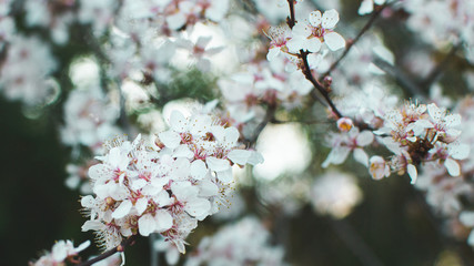 Kwitnąca gałązka wiśni wiosną w ogrodzie - obrazy, fototapety, plakaty