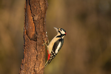 Great Spotted Woodpecker (Dendrocopos major)