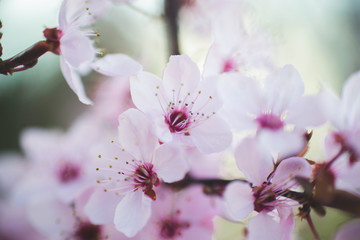 Kwitnąca gałązka wiśni wiosną w ogrodzie - obrazy, fototapety, plakaty