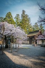 桜咲く多賀大社の境内と神門が見える風景です