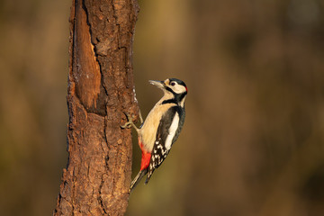 Great Spotted Woodpecker (Dendrocopos major)