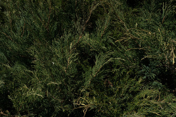 Thick green bush, texture for background.