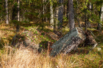 Forest landscape in wild forest. The rays of the sun shine through the crowns of trees.