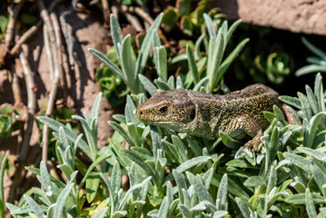 sand lizard relaxing in the sun