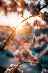Wonderful details and close up of rosa cherry blossom flowers in soft orange evening light. Wallpaper background and city urban backdrop. Hamburg, Germany, Spring in Europe