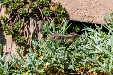 sand lizard relaxing in the sun