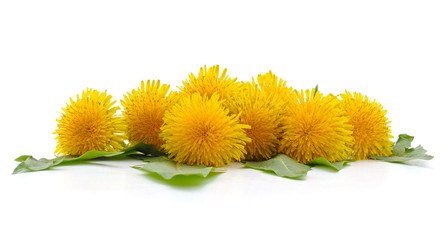 Dandelion with leaves.