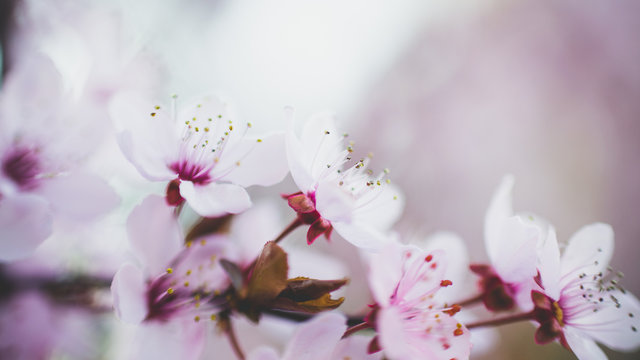 Kwitnące drzewo wiśni wiosną w ogrodzie © Bartłomiej Więckowsk