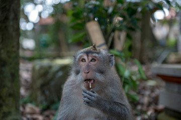 Indonesia