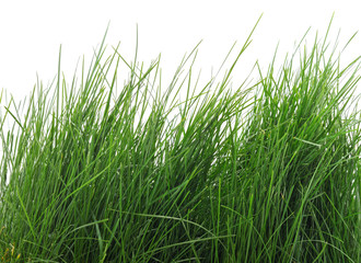 Bunch of green grass.