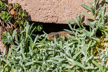 sand lizard relaxing in the sun