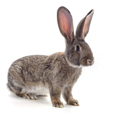 Fototapeta premium One brown rabbit.