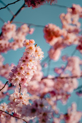 Wonderful details and close up of rosa cherry blossom flowers in soft orange evening light. Wallpaper background and city urban backdrop. Hamburg, Germany, Spring in Europe