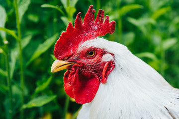 Beautiful closeup portrait of white cock on home farm. Housekeeping organic agriculture...