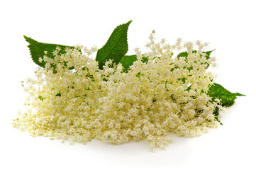 Elderberry flowers with leaves.