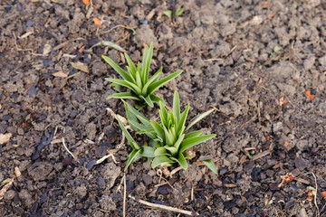 springing forth are new liles for the new year