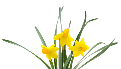 Obraz premium Flowers yellow narcissus.