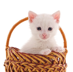 Kitten in a basket.
